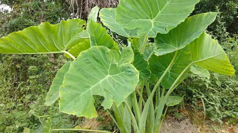 怎麼種植大野芋