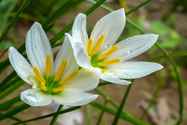 葱兰花怎么不开花