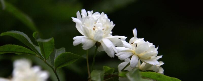 木香花和蔷薇怎么分辨