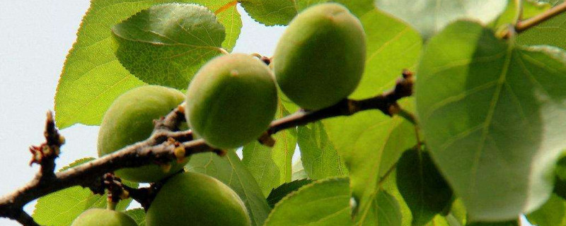 盆栽杏种子的种植方法