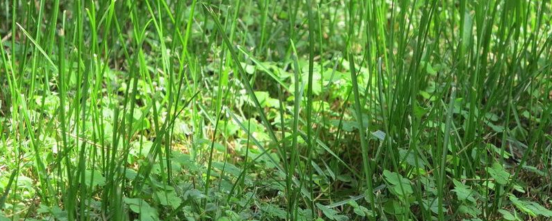 小草怎样繁殖