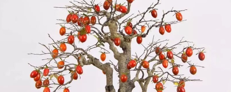 老鸦柿种子如何催芽