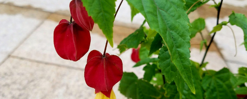 蔓性风铃花叶子打卷