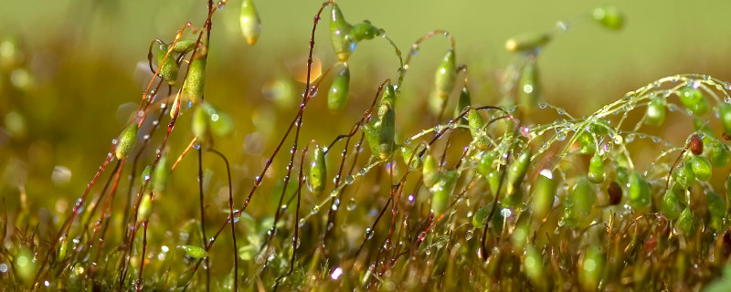 苔藓种子怎么种植方法