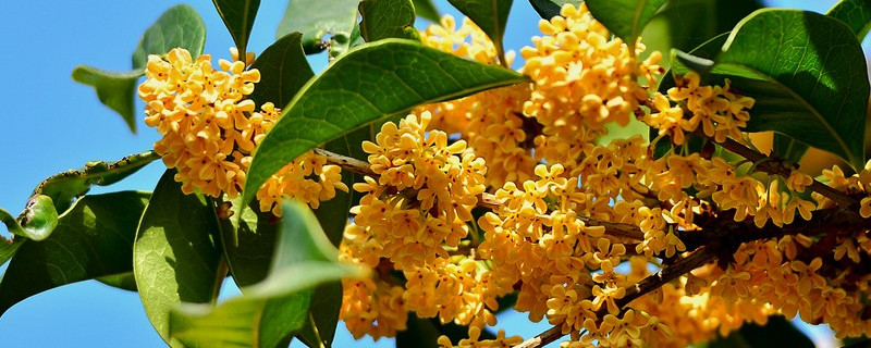 为什么桂花芽干枯