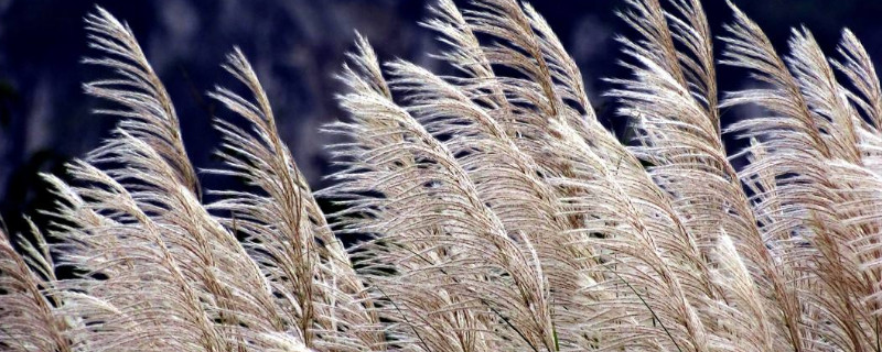 芦苇花怎么做干花