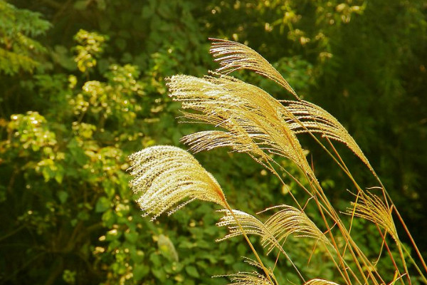 芦苇花怎么做干花