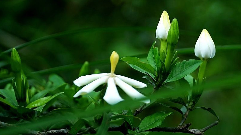 栀子花夏天开花吗