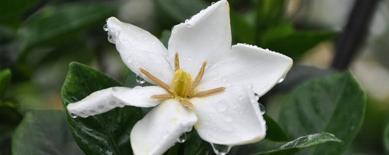 栀子花老桩怎么养