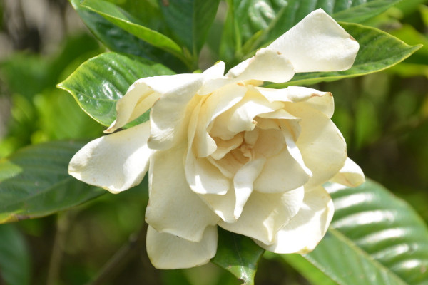 栀子花春节能开花吗