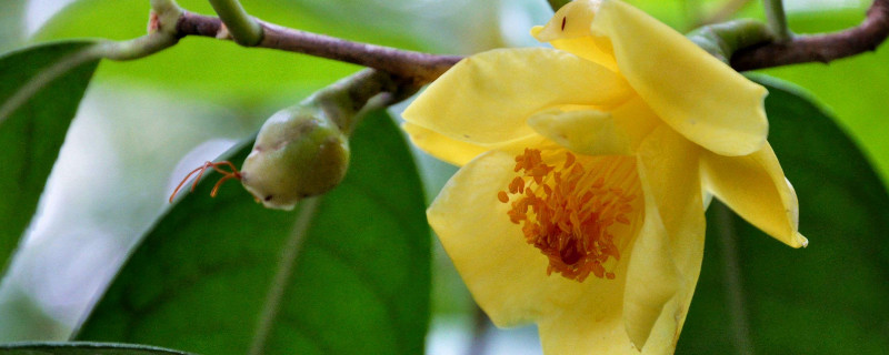 茶花秋冬季节如何养护