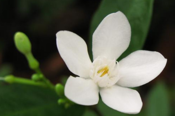 栀子花是什么季节开的