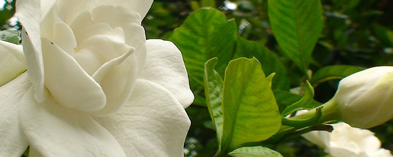 栀子花春节能开花吗