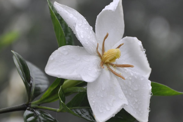 栀子花有几种品种