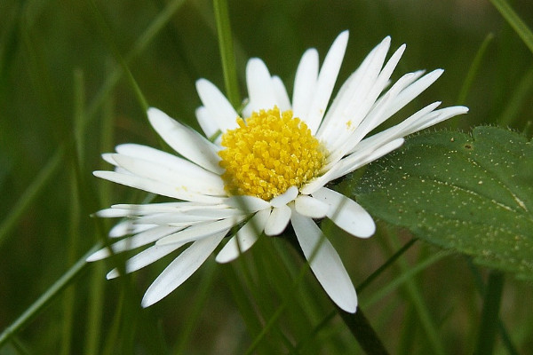 雏菊在什么季节开放