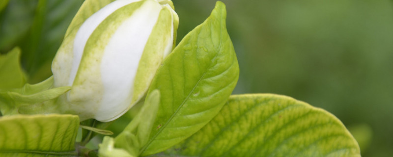 栀子花在什么季节开花