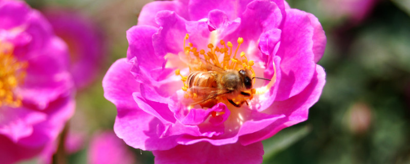 月季花长虫子怎么治