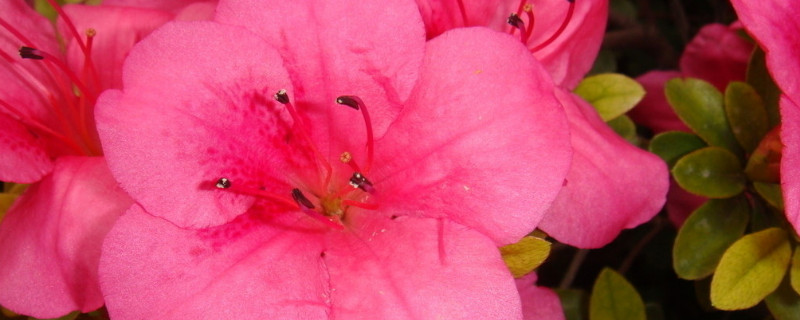 红色杜鹃花花语是什么