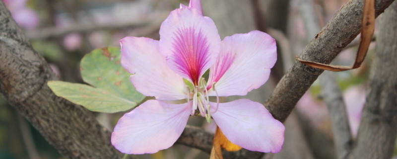 紫荆花叶子可以吃吗