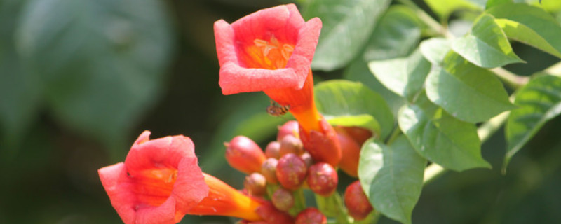 凌霄花几月发芽