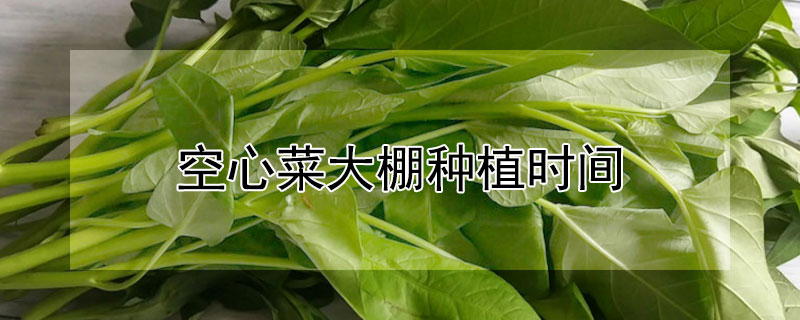 空心菜大棚种植时间