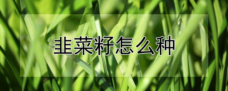 韭菜籽怎么种