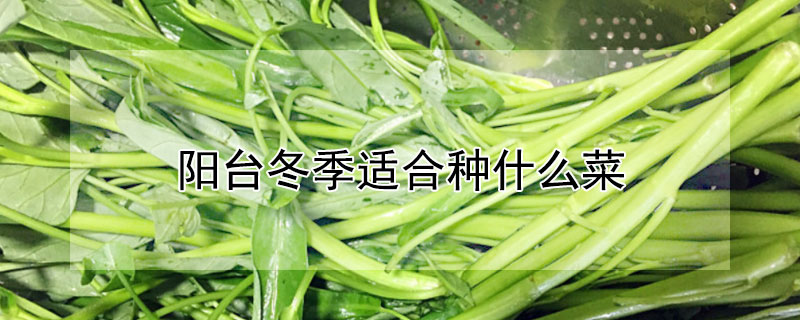 阳台冬季适合种什么菜