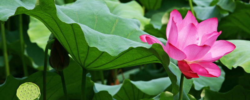 莲花花语是什么意思