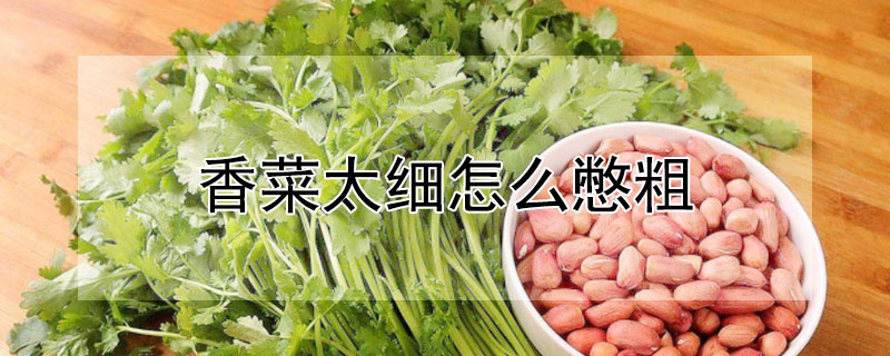 香菜太细怎么憋粗