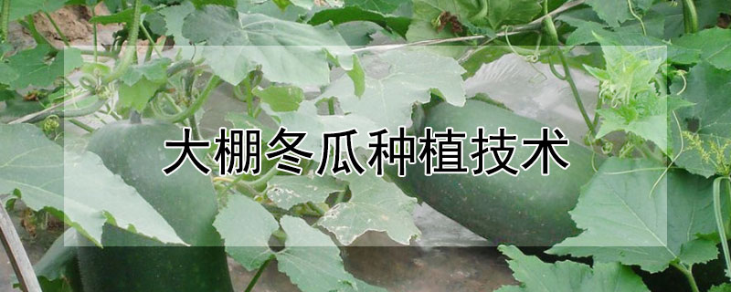 大棚冬瓜种植技术