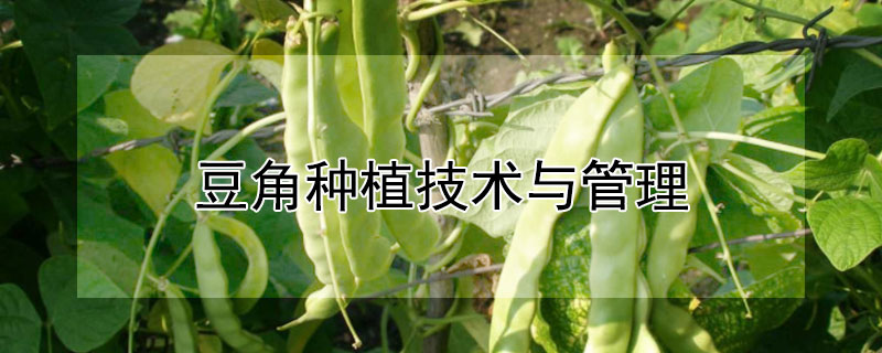 豆角种植技术与管理