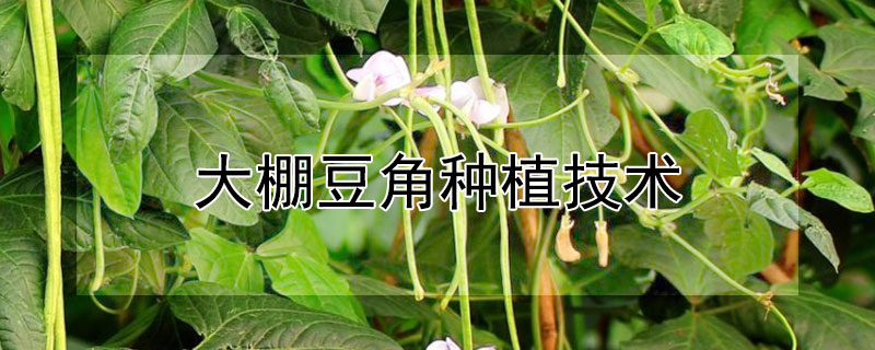 大棚豆角种植技术