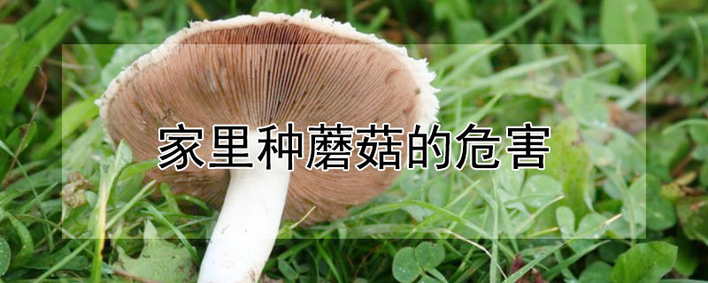 家里种蘑菇的危害