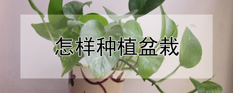 怎样种植盆栽