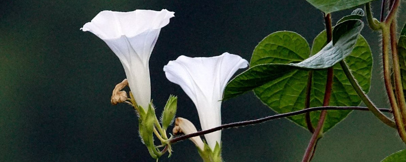 牵牛花叶子黄了有虫怎么办