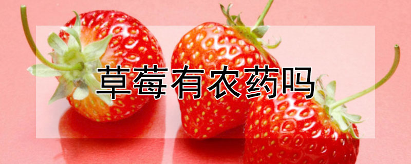 草莓有农药吗