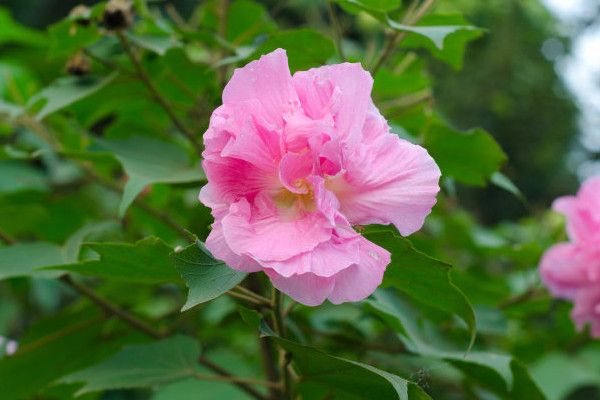 芙蓉花种子什么时候收集