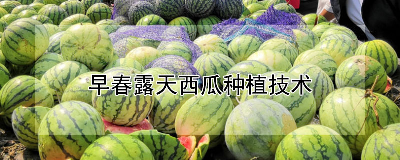 早春露天西瓜种植技术