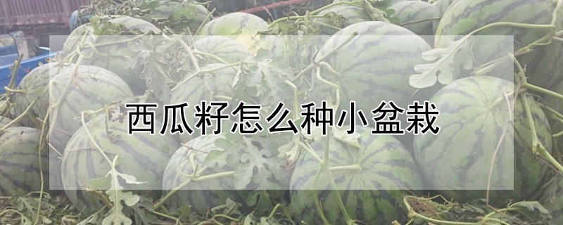 西瓜籽怎么种小盆栽