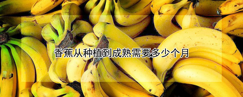 香蕉从种植到成熟需要多少个月