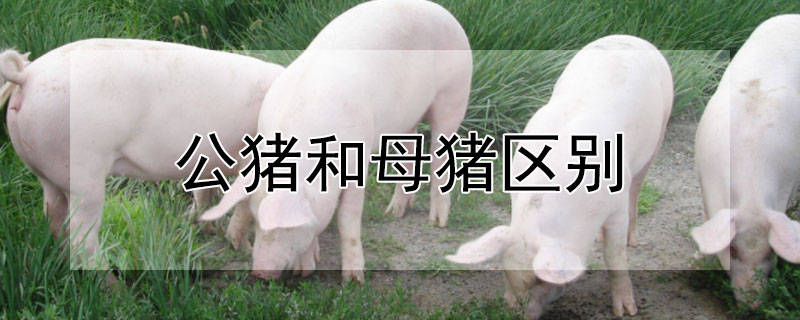公猪和母猪区别 发财农业网