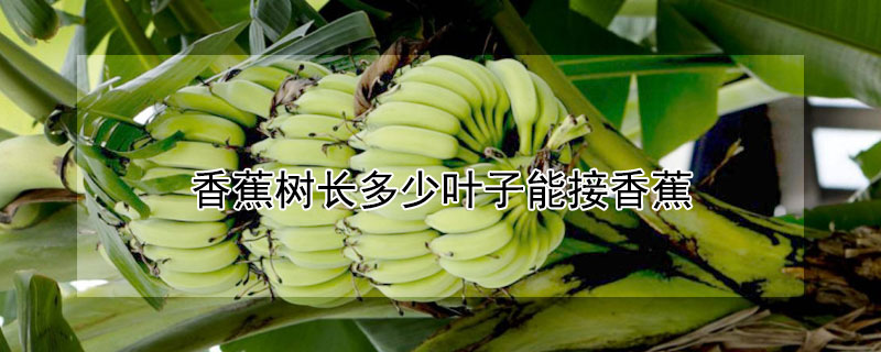 香蕉树长多少叶子能接香蕉