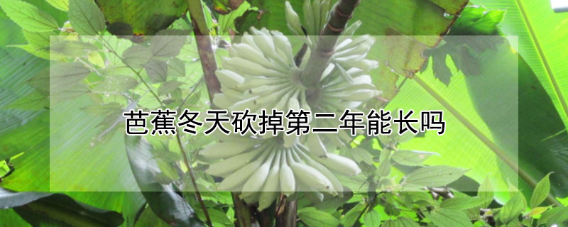 芭蕉冬天砍掉第二年能长吗