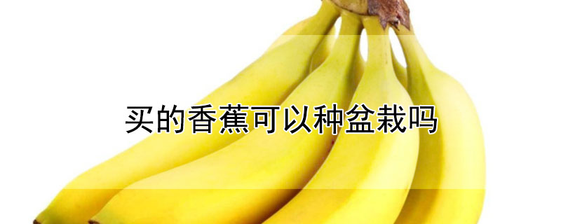 买的香蕉可以种盆栽吗
