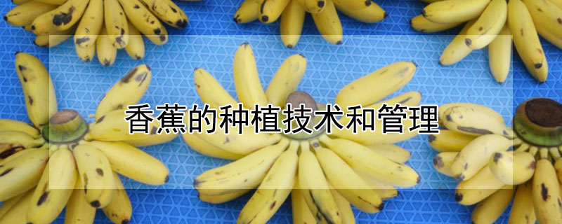 香蕉的种植技术和管理