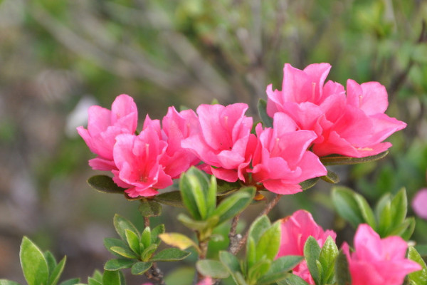 杜鹃花冬天怎么管理