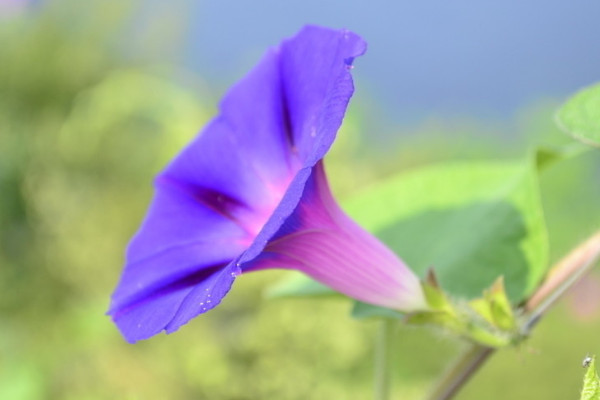 牵牛花种子可以用真空保存吗