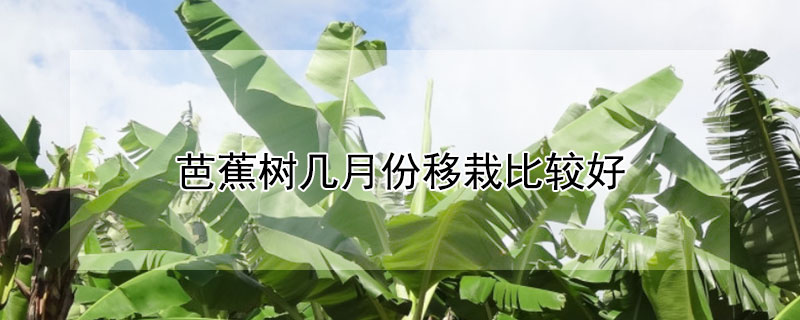 芭蕉树几月份移栽比较好