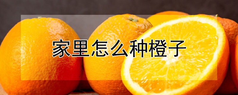 家里怎么种橙子