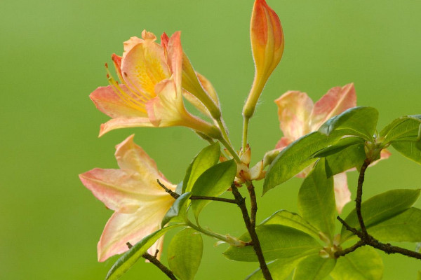 杜鹃花怎么开花快